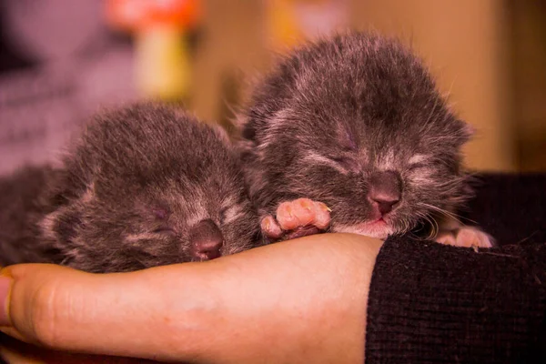 Close Two Cute Newborn Blind Grey Kittens Cat Human Hand — Stock Photo, Image