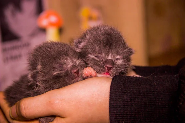 Close Two Cute Newborn Blind Grey Kittens Cat Human Hand — Stock Photo, Image