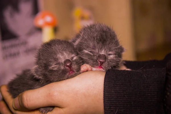 Close Two Cute Newborn Blind Grey Kittens Cat Human Hand — Stock Photo, Image