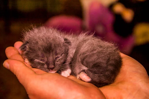 Primer Plano Lindo Recién Nacido Ciego Gato Gris Mano Humana — Foto de Stock