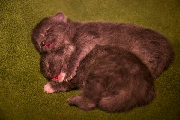 Zbliżenie Dwa Słodkie Spać Mały Szary Kociaki Kot — Zdjęcie stockowe