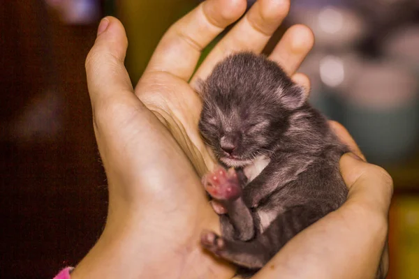 Yeni Doğmuş Şirin Kör Gri Bir Kedinin Insan Eliyle Yakın — Stok fotoğraf