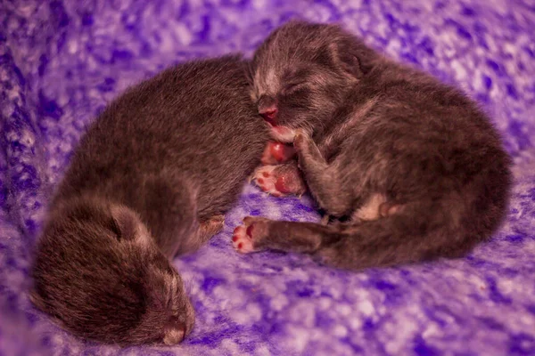 Close Two Cute Sleeping Small Grey Kittens Cat — Stock Photo, Image