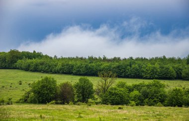 Geniş, yeşil bir çayır.