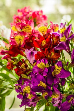 Büyük bir buket çok renkli Peru zambağının (Alstroemeria)