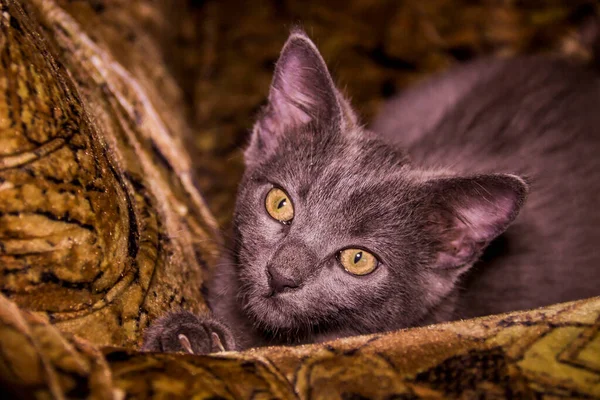 Close Cute Small Grey Kitten Portrait — Stock Photo, Image
