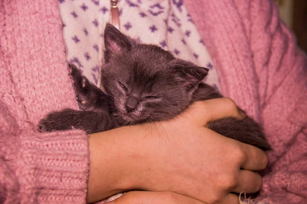 Close Cute One Month Aged Grey Kitten Cat Human Hand — Stock Photo, Image