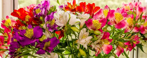 Detail Velké Kytice Pestrobarevných Peruánských Lilií Alstroemeria — Stock fotografie