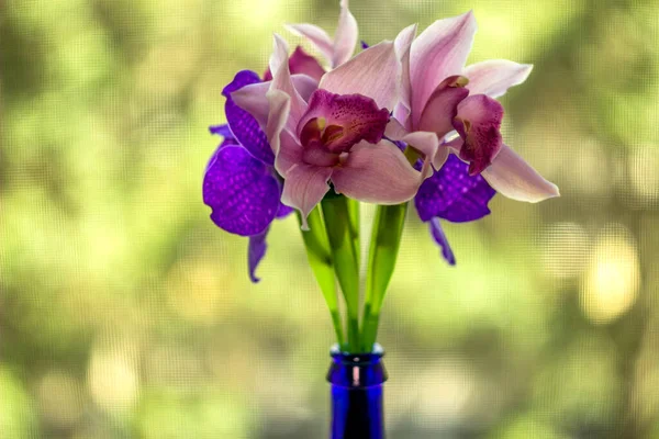 Närbild Blommande Huvuden Rosa Och Blå Orkidéer Ophalaenopsis Den Blå — Stockfoto