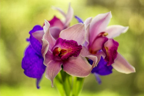 Närbild Blommande Huvuden Rosa Och Blå Orkidéer Ophalaenopsis — Stockfoto