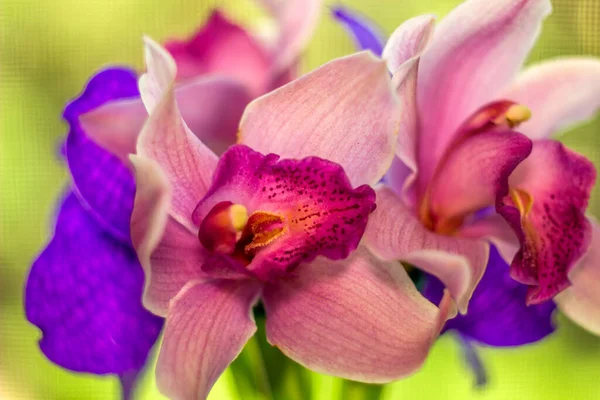 Närbild Blommande Huvuden Rosa Och Blå Orkidéer Ophalaenopsis — Stockfoto