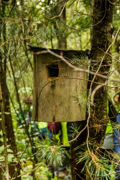 Het Oude Houten Vogelhuisje Aan Dennenboom Het Bos — Stockfoto