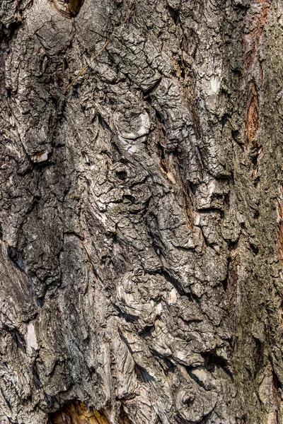 포플러 나무의 껍질을 클로즈업 — 스톡 사진