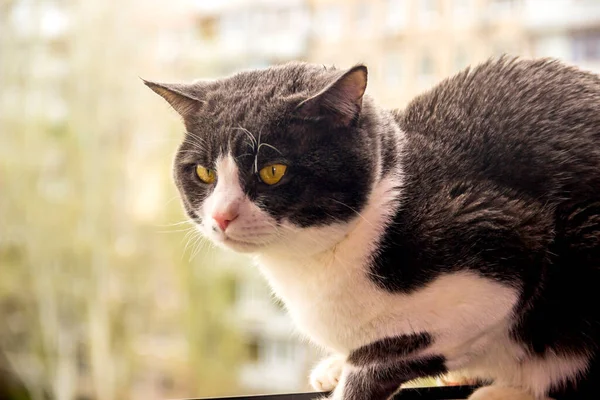 Close Big Grey White Cat Yellow Eyes Sitting Windowsill — Stock Photo, Image