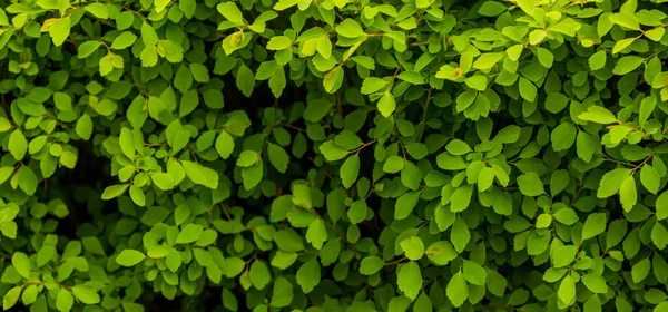 Uno Sfondo Naturale Piccole Foglie Verdi Del Cespuglio — Foto Stock