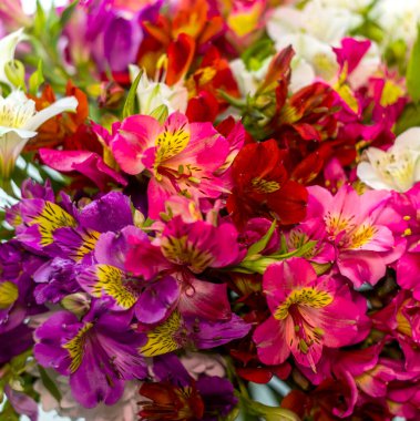 Büyük bir buket çok renkli Peru zambağının (Alstroemeria)