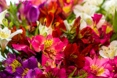 Büyük bir buket çok renkli Peru zambağının (Alstroemeria)