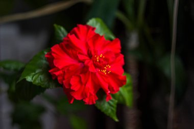 Sharon 'ın (Hibiscus Syriacus) çiçek açan çiçeklerine yakın plan)