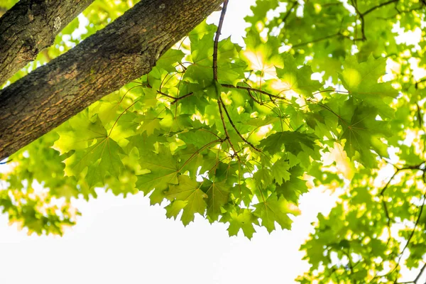 Primo Piano Acero Verde Foglie Sfondo Strutturato — Foto Stock