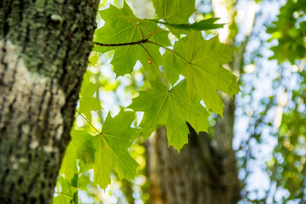 Primo Piano Acero Verde Foglie Sfondo Strutturato — Foto Stock