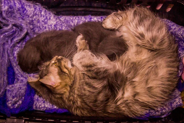 Primer Plano Dos Durmiendo Pequeño Lindo Gris Gatitos Madre Gato — Foto de Stock