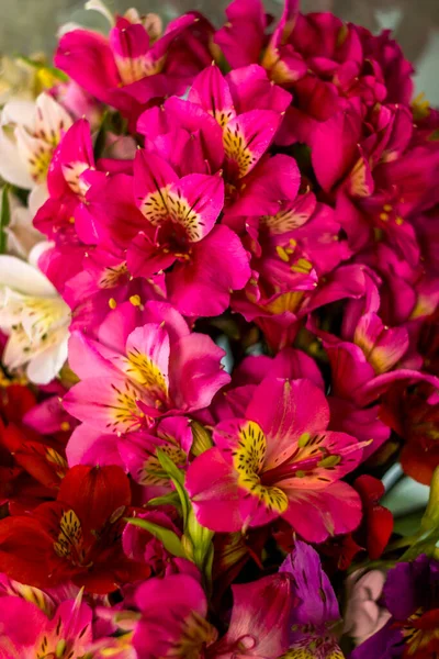 Close Van Een Groot Boeket Rode Peruviaanse Lelies Alstroemeria — Stockfoto