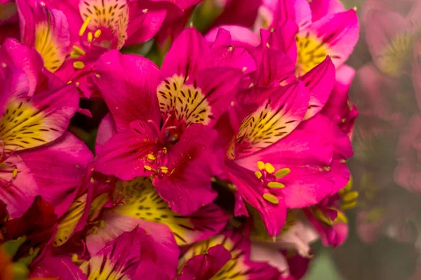 Detail Kytice Růžových Peruánských Lilií Alstroemeria — Stock fotografie