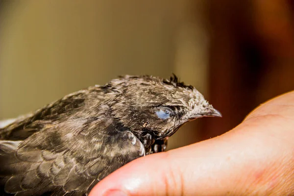 close-up of a young common swift (apus apus) at the human hands
