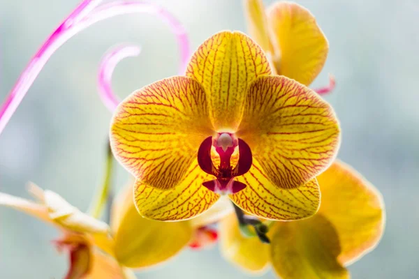 Närbild Blommande Huvuden Gul Med Röda Linjer Orkidé Blommor Ophalaenopsis — Stockfoto