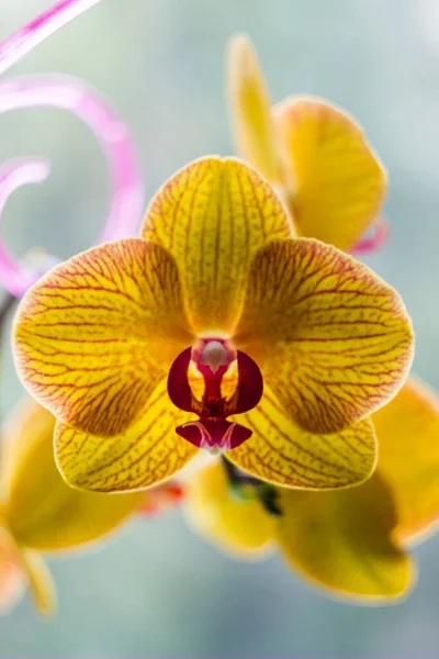 Närbild Blommande Huvuden Gul Med Röda Linjer Orkidé Blommor Ophalaenopsis — Stockfoto