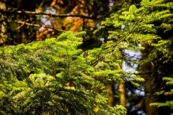 Close Painted Lady Butterfly Vanessa Cardui Fur Tree Forest — Stock fotografie