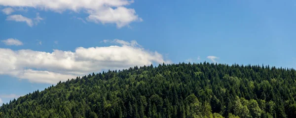Wide View Spruce Carpathian Forest Clouds Skole Beskids National Nature — Stock fotografie