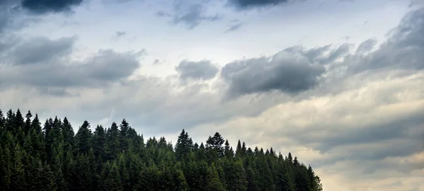 Deep Clouds Sky Spruce Carpathian Forest Skole Beskids National Nature — Stock fotografie