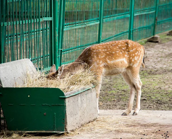 Close Young Spotted Deer Cervus Nippon Eat Straw Zoo — Fotografia de Stock