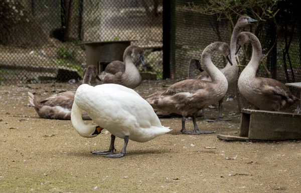 Ein Weißer Schwan Cygnus Olor Und Einige Graue Schwäne Auf — Stockfoto