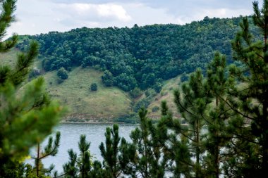 Dnister nehir kıyısında çam ağaçları, Ulusal Doğa Parkı Podilski tovtry, Ukrayna 'nın Khmelnytsky bölgesi