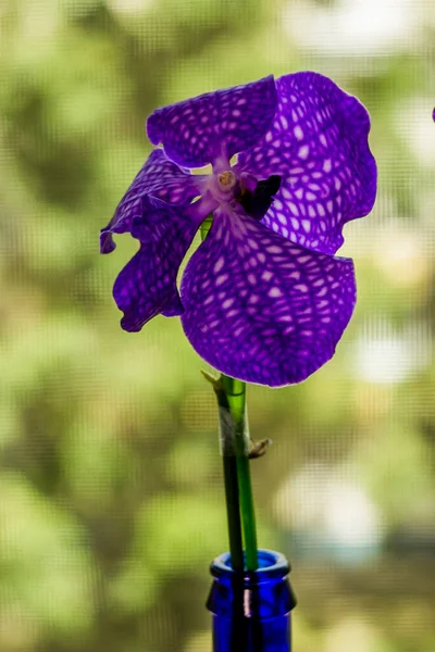 Close Blossoming Head Blue Spotted Orchid Flower Phalaenopsis Blue Bottle — Fotografia de Stock