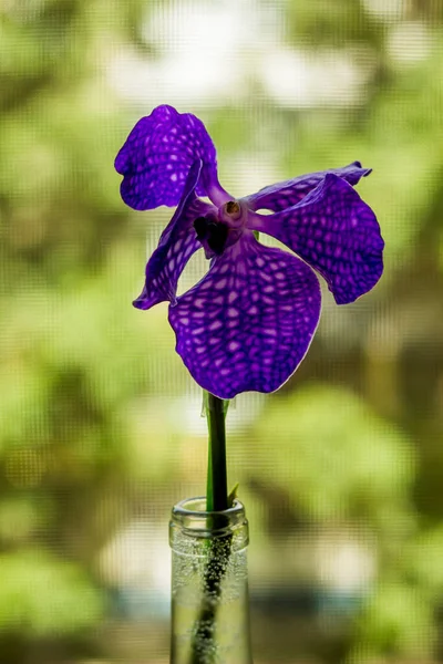 Close Blossoming Head Blue Spotted Orchid Flower Phalaenopsis Bottle — Fotografia de Stock