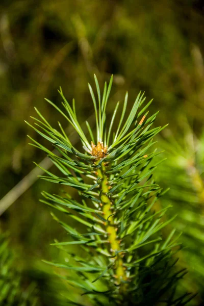 Close Needles Young Pine Branch — Stock fotografie