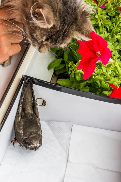 Close Grey Cat Look Young Common Swift Apus Apus White — Stock Photo, Image