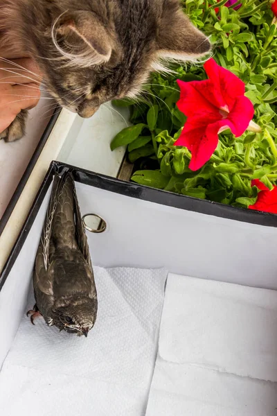 Close Grey Cat Look Young Common Swift Apus Apus White — Stock Photo, Image