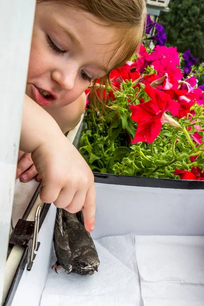 Close Little Girl Look Young Common Swift Apus Apus White — Stock Photo, Image