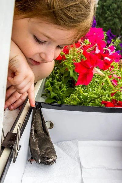 Primer Plano Una Niña Mirar Joven Vencejo Común Apus Apus —  Fotos de Stock