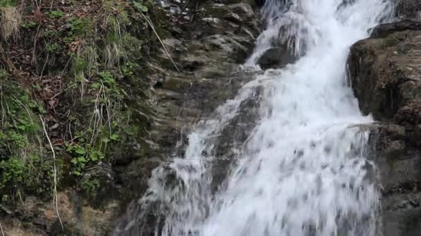 Hurkalo Waterfall Carpathian Forest Skole Beskids National Nature Park Ukraine — Wideo stockowe