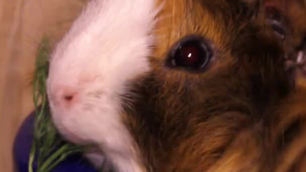 Red Domestic Coronet Guinea Pig Cavia Porcellus Eat Dill Part — ストック動画