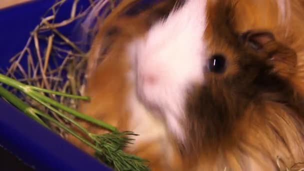 Red Domestic Coronet Guinea Pig Cavia Porcellus Eat Dill Part — Video