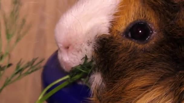 Red Domestic Coronet Guinea Pig Cavia Porcellus Eat Dill Part — Stock Video