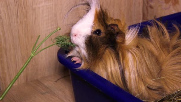 Red Domestic Coronet Guinea Pig Cavia Porcellus Eat Dill — Vídeos de Stock