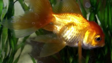 Akvaryumdaki akvaryumda yeşil bitkilerle birlikte bir Japon balığının (carassius auratus) yakın çekimi