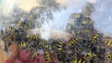 close-up of a many wasps in jar with syrup as a handmade wasp trap